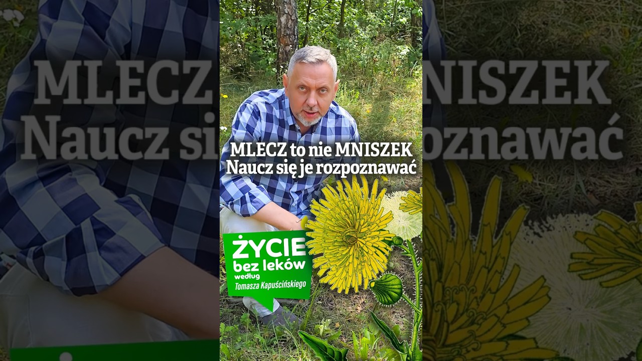 Mlecz polny a mniszek lekarski #toxic #zdrowie #natura #gardening