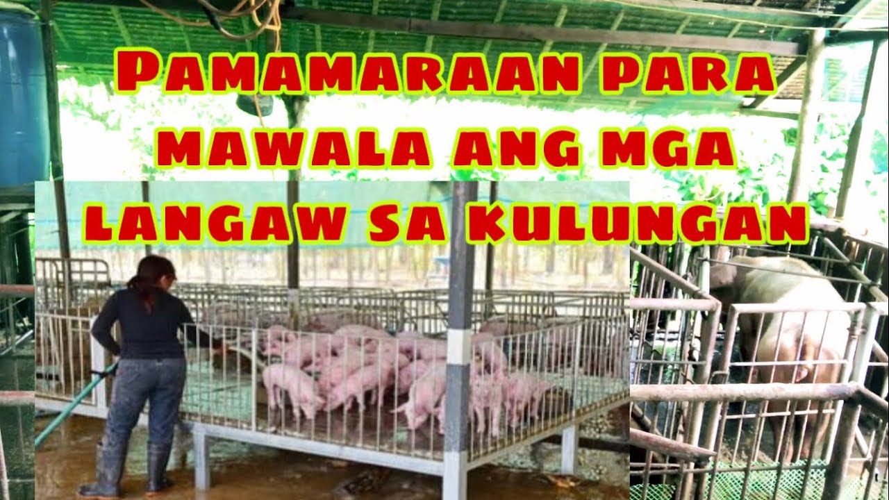 Ano ang dapat gawin para mawala ang mga langaw sa kulungan ng mga baboy | Ryan Patenio