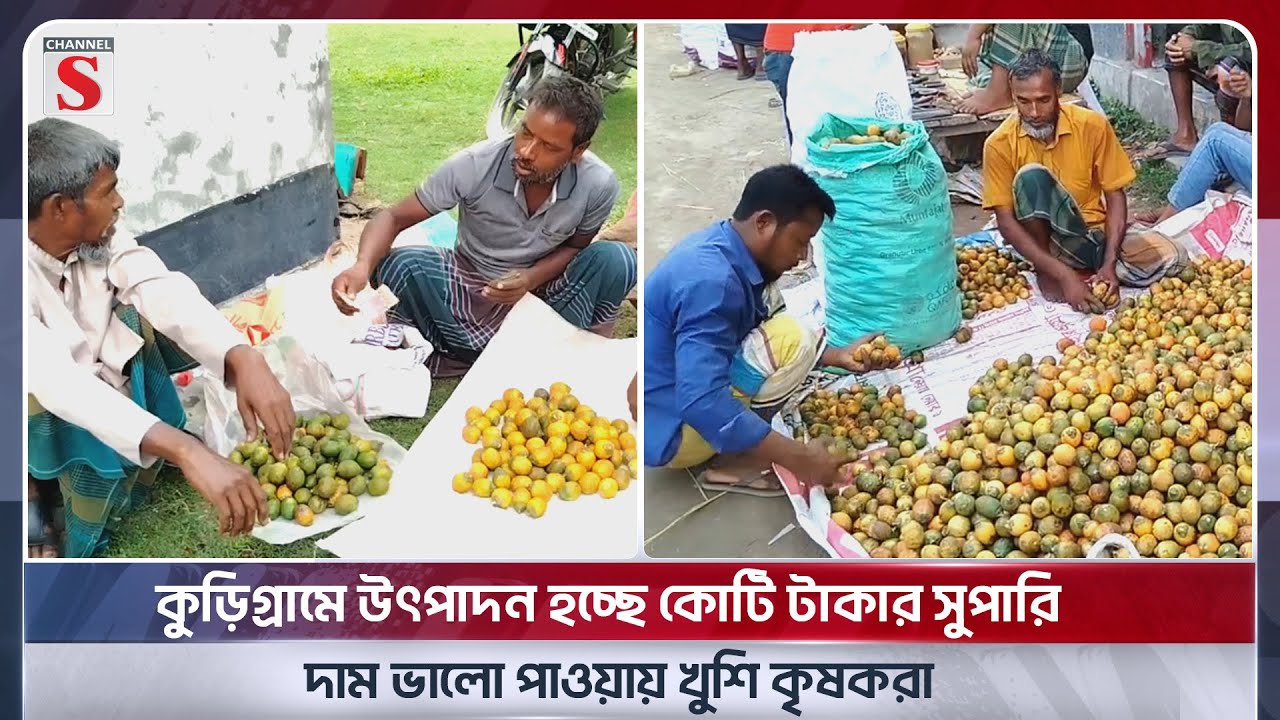 ফুলবাড়ীতে উৎপাদন হচ্ছে কোটি টাকার সুপারি; দাম ভালো পাওয়ায় খুশি কৃষকরা | KURIGRAM | Channel S News