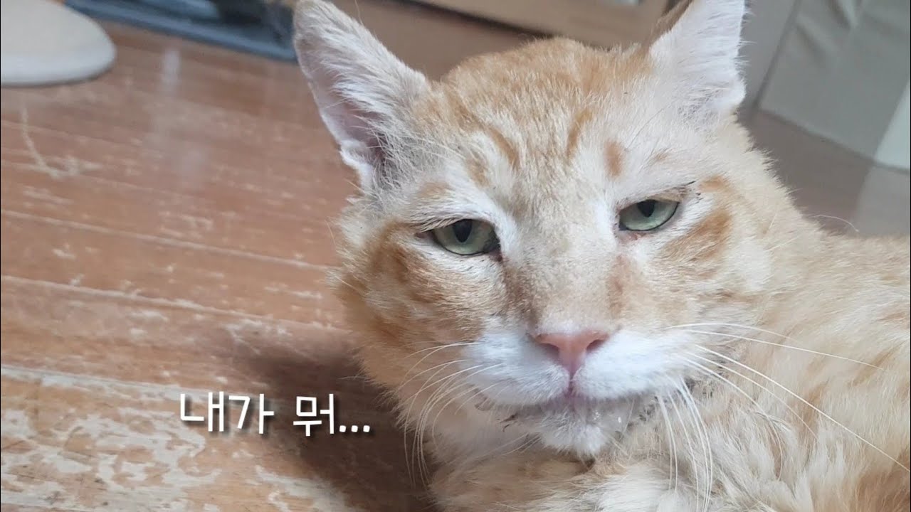 늙은 고양이는 잘 삐짐