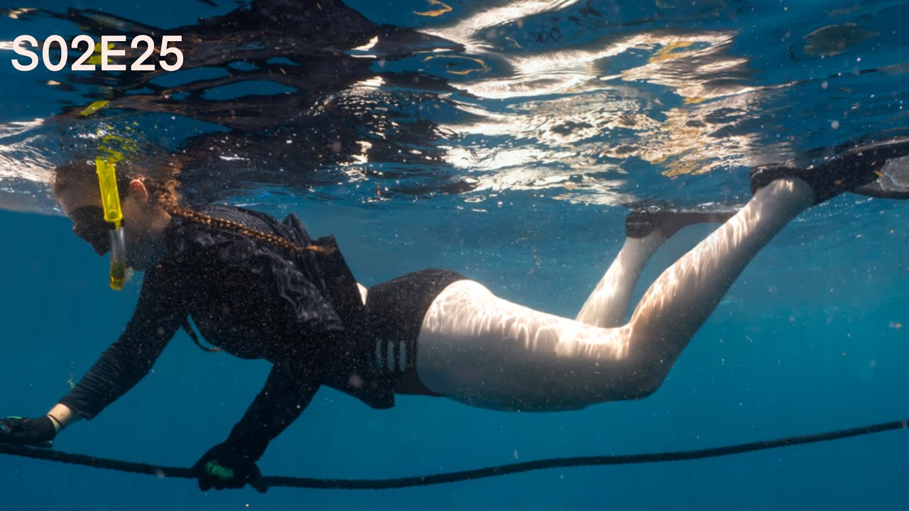 Florida Shark diving