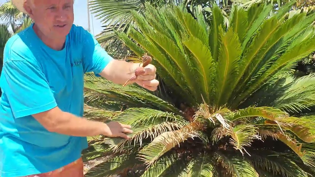 BestpalmTV. Wielka plantacja cycas revoluta.  Przepiękne egzemplarze.