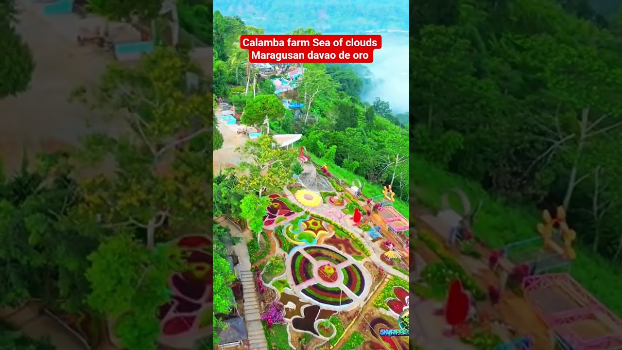 Calamba farm Sea of clouds Maragusan davao de oro Philippines, #80smusic #travel #adventure #dji