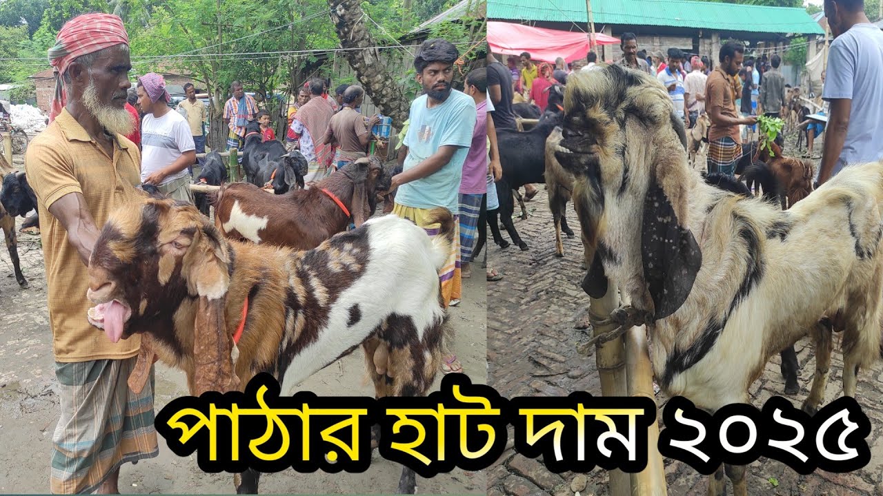 পাঠা ছাগলের বাজার দাম জানুন নাটোর তেবাড়িয়া হাট থেকে।