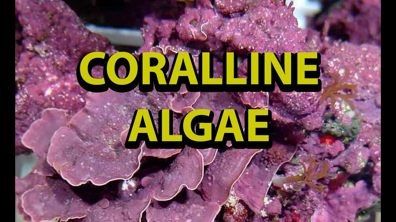 Coralline Algae In Reef Tanks