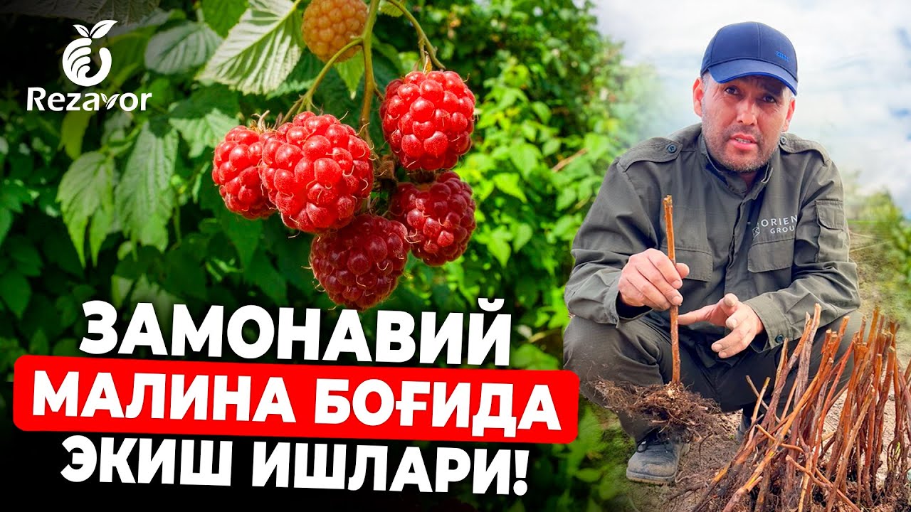 ЭКИШ ВАҚТИДАГИ ЭНГ МУҲИМ АГРОТЕХНИК ТАДБИРЛАР! | REZAVOR