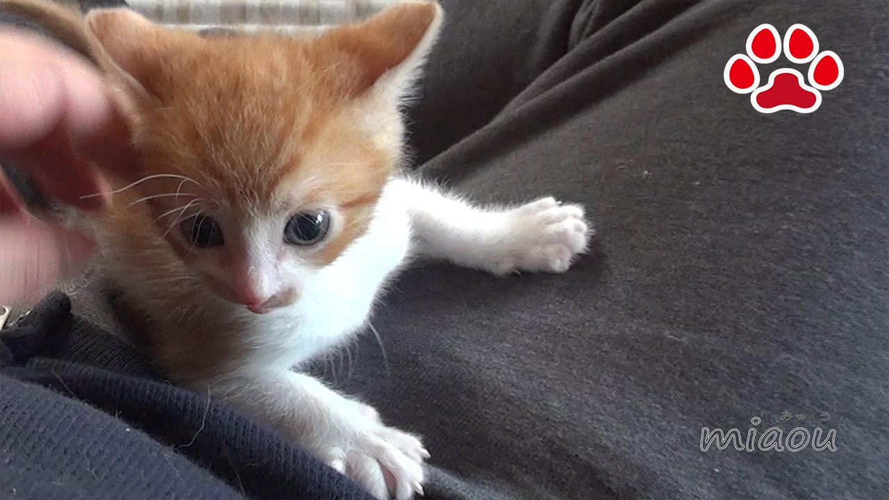 Cat номер 12. Котенок посетить. -Cute kitten Maya's 12th visit to the cats room.