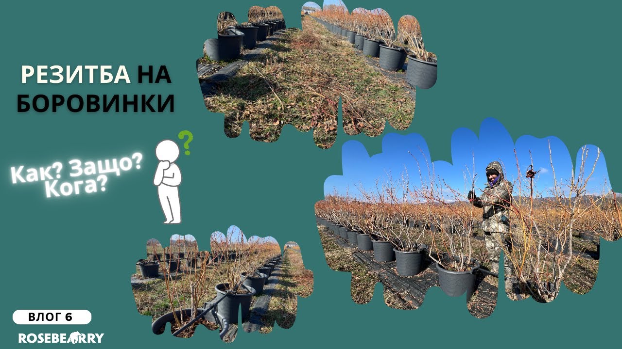 Подрязване на боровинки. Как, защо и кога? | Влог 6 | Roseberry Farm