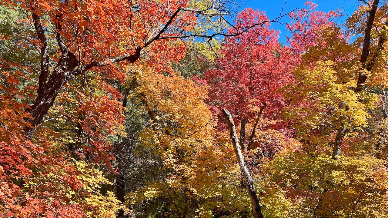 Fall color hike in Arizona you have to see to believe - Ash Creek to Bassett Peak