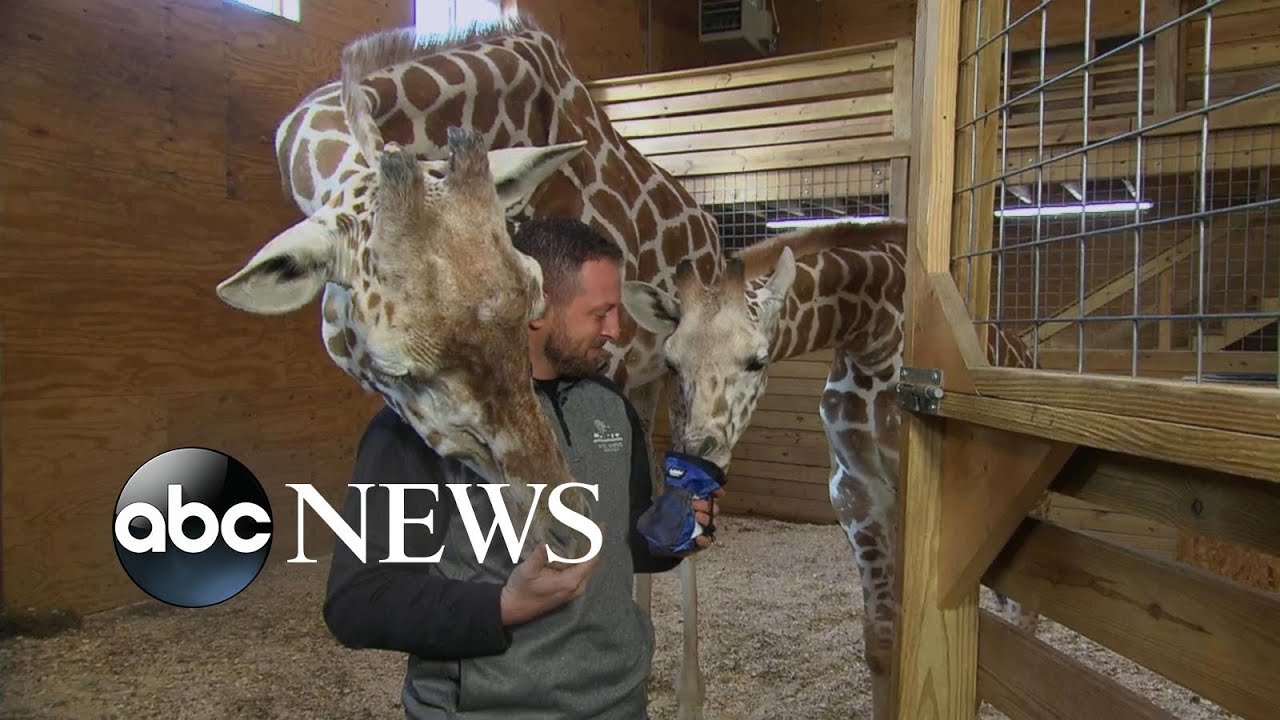 April the giraffe might be pregnant again
