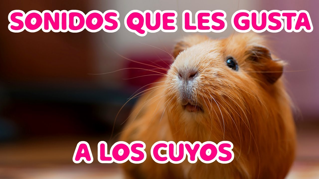 8 Sonidos que le gustan a los CUYOS