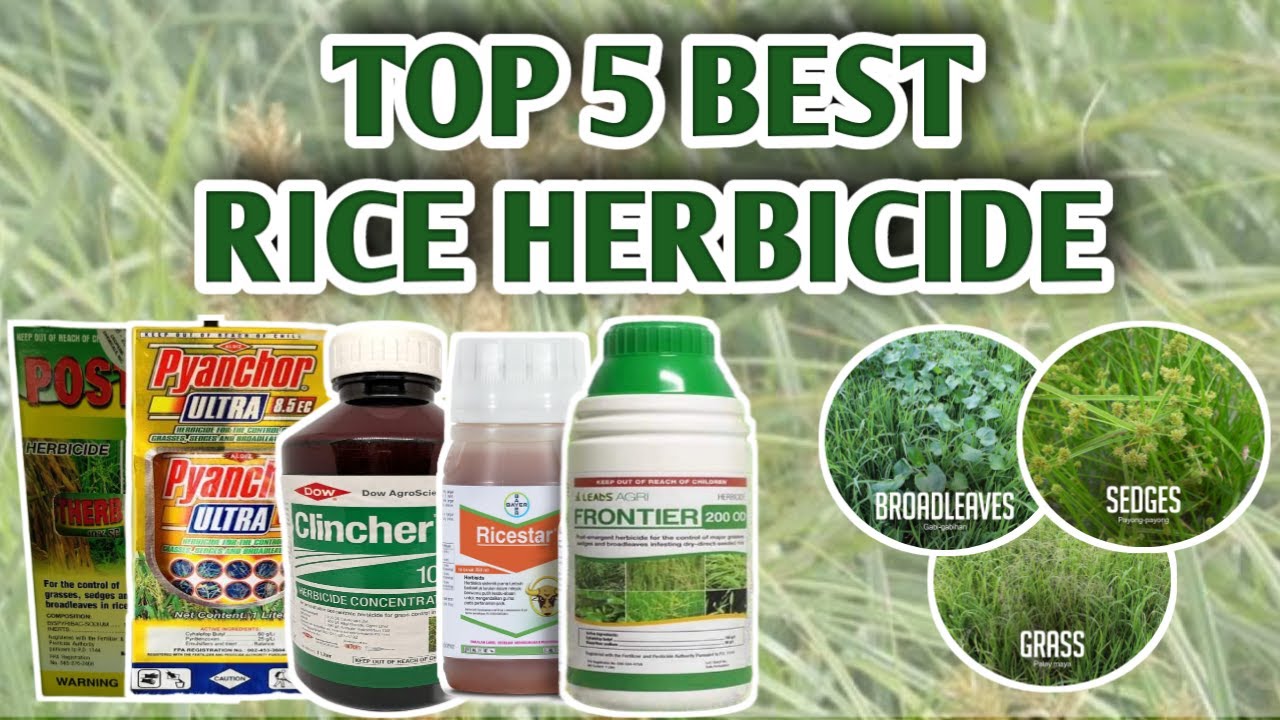 TOP 5 BEST RICE HERBICIDE | Vlog#12