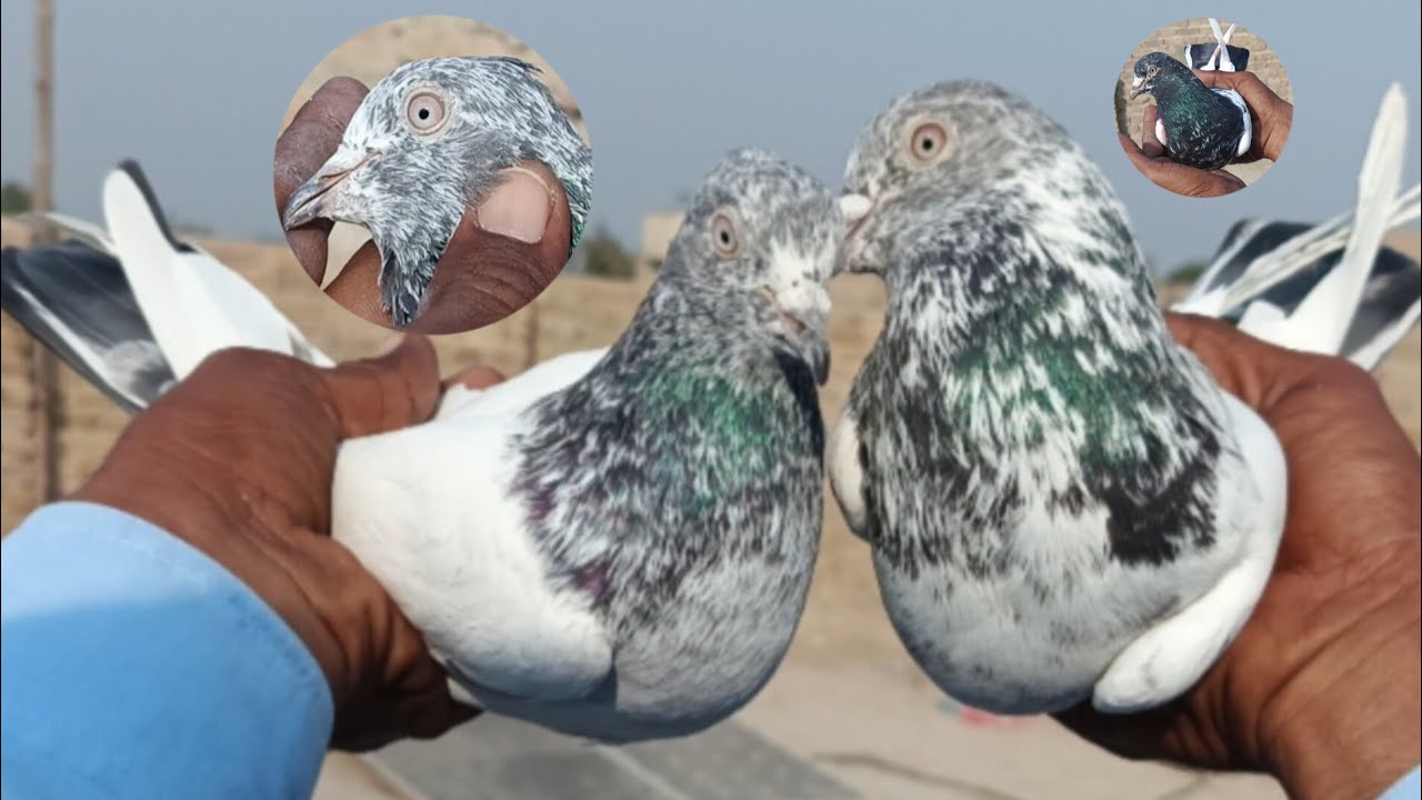 Faqeer Gul Kabootar 🕊️ | Original Faqeergul Pigeon | Rare Flying Pigeons
