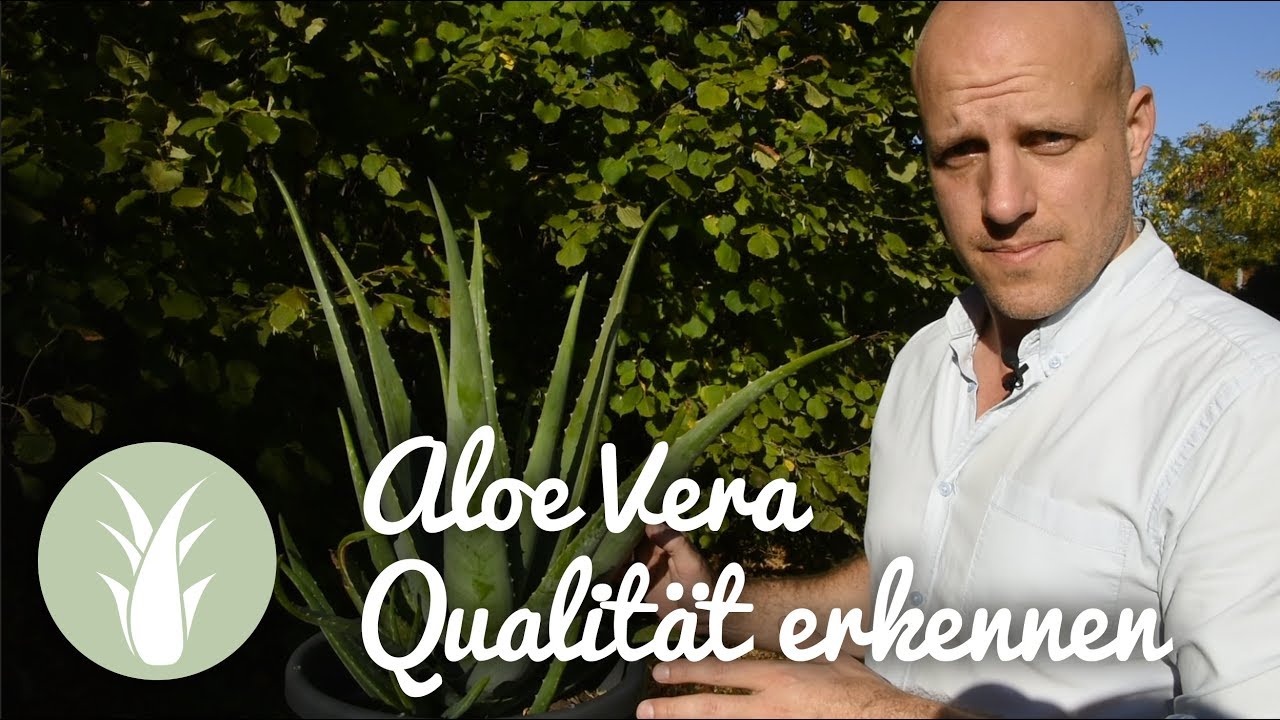 Aloe Vera - gute Qualität erkennen und wie im Markt getrickst wird | BIODALOE