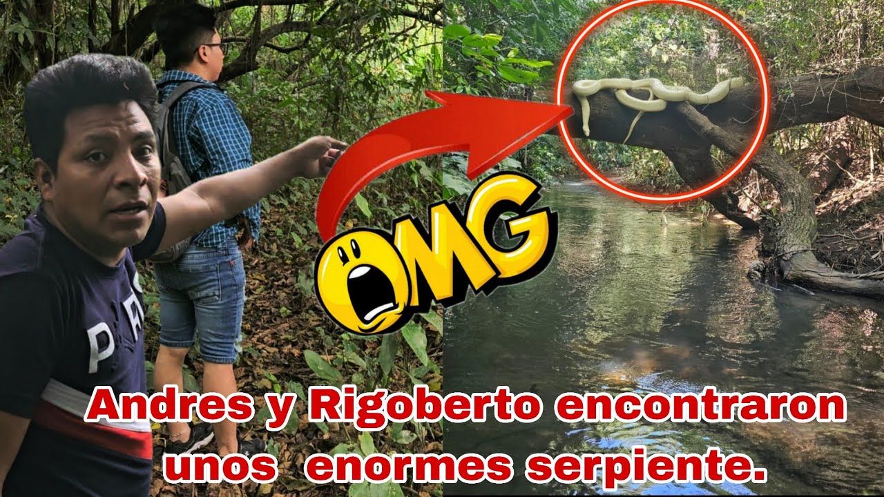 😱Santo Dios Andres y Rigoberto encontraron una manada de serpiente venenosa🐍😨