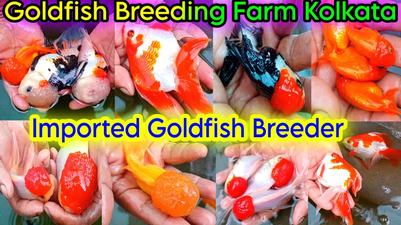 Aquarium Goldfish Breeding | Exotic Goldfish Breeding Farm Kolkata | Aquarium Fish Farm | Goldfish