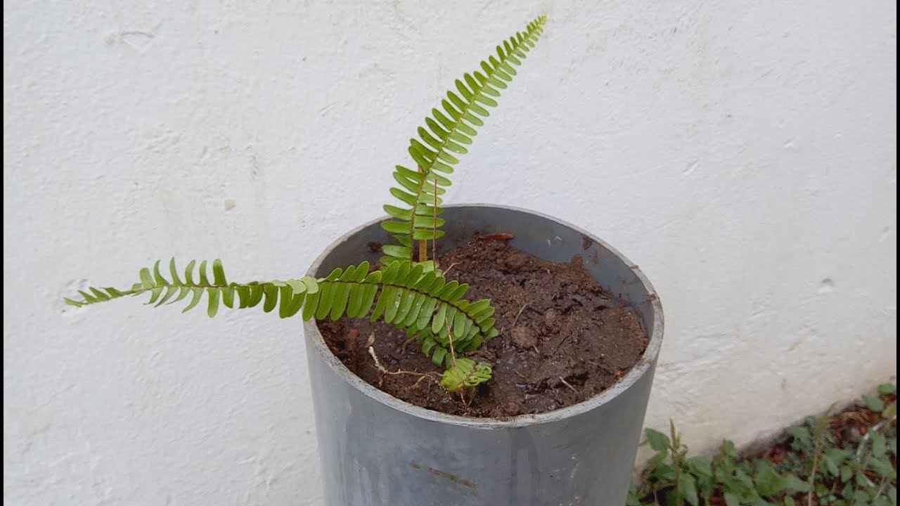 نبات الخنشار Boston fern  السرخس أو الفوجير، المنشار  شاهد طريقة الإكثار و العناية