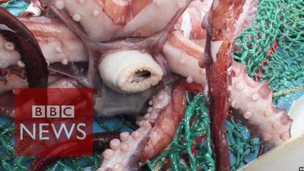 Rare colossal squid examined by scientists - BBC News
