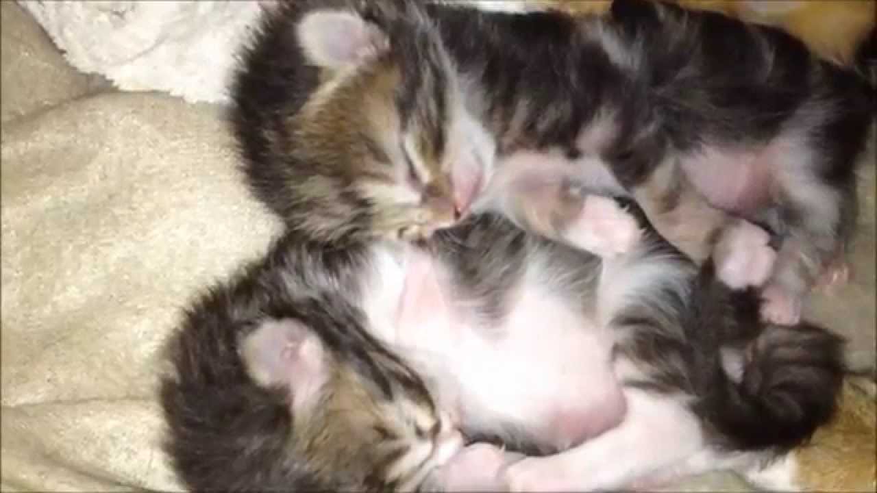 Bébés Chatons Trop Mignons ! 1ère semaine de vie... ils rêvent !