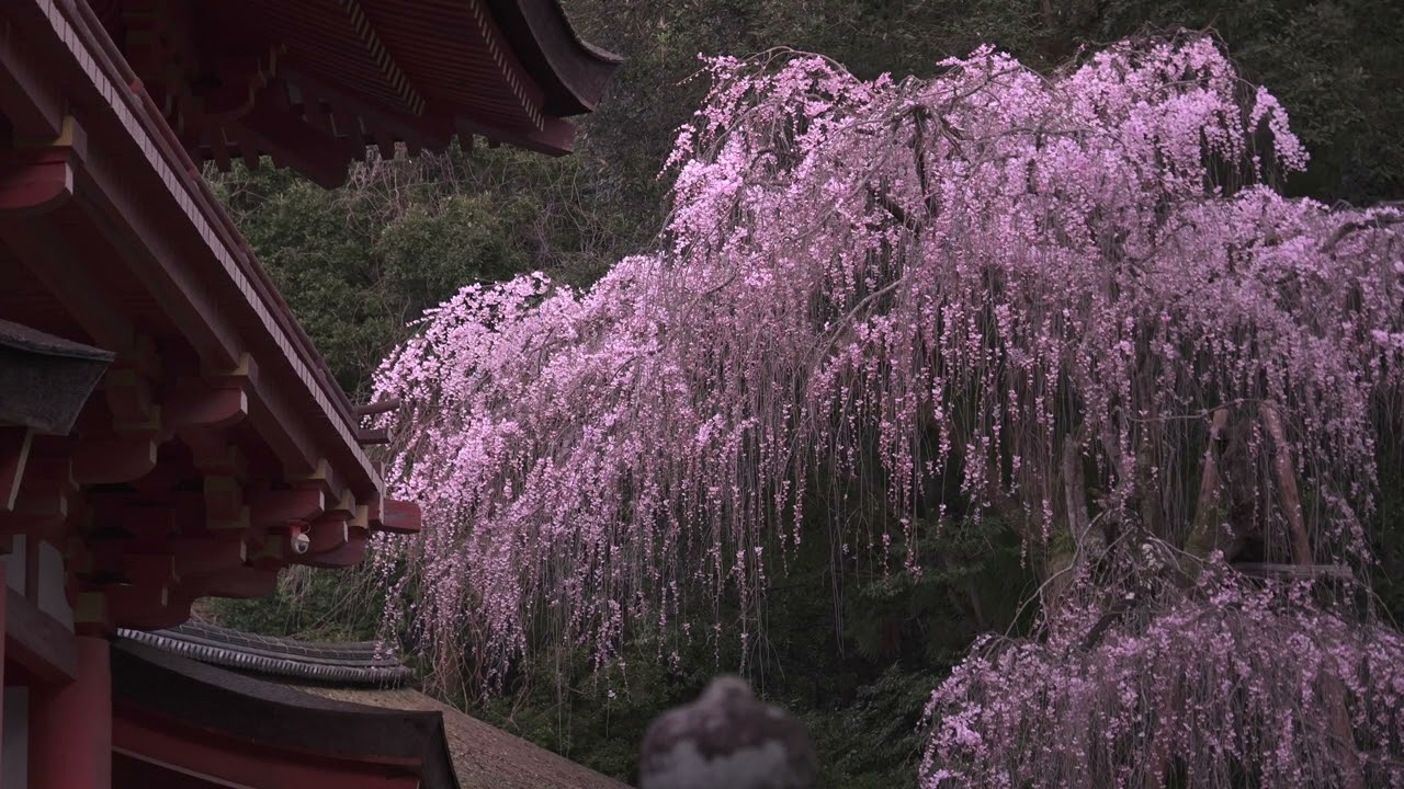 春日大社、梅と桜