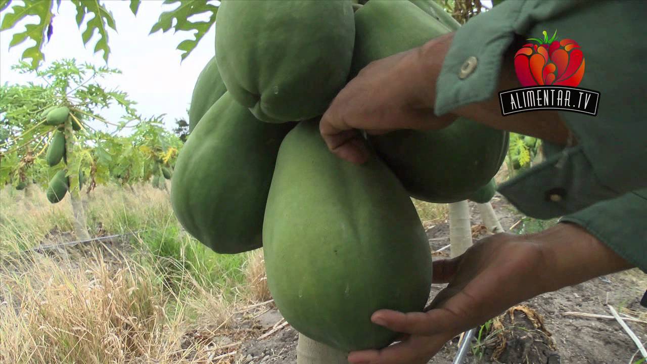 03 PAPAYA EN MÉXICO