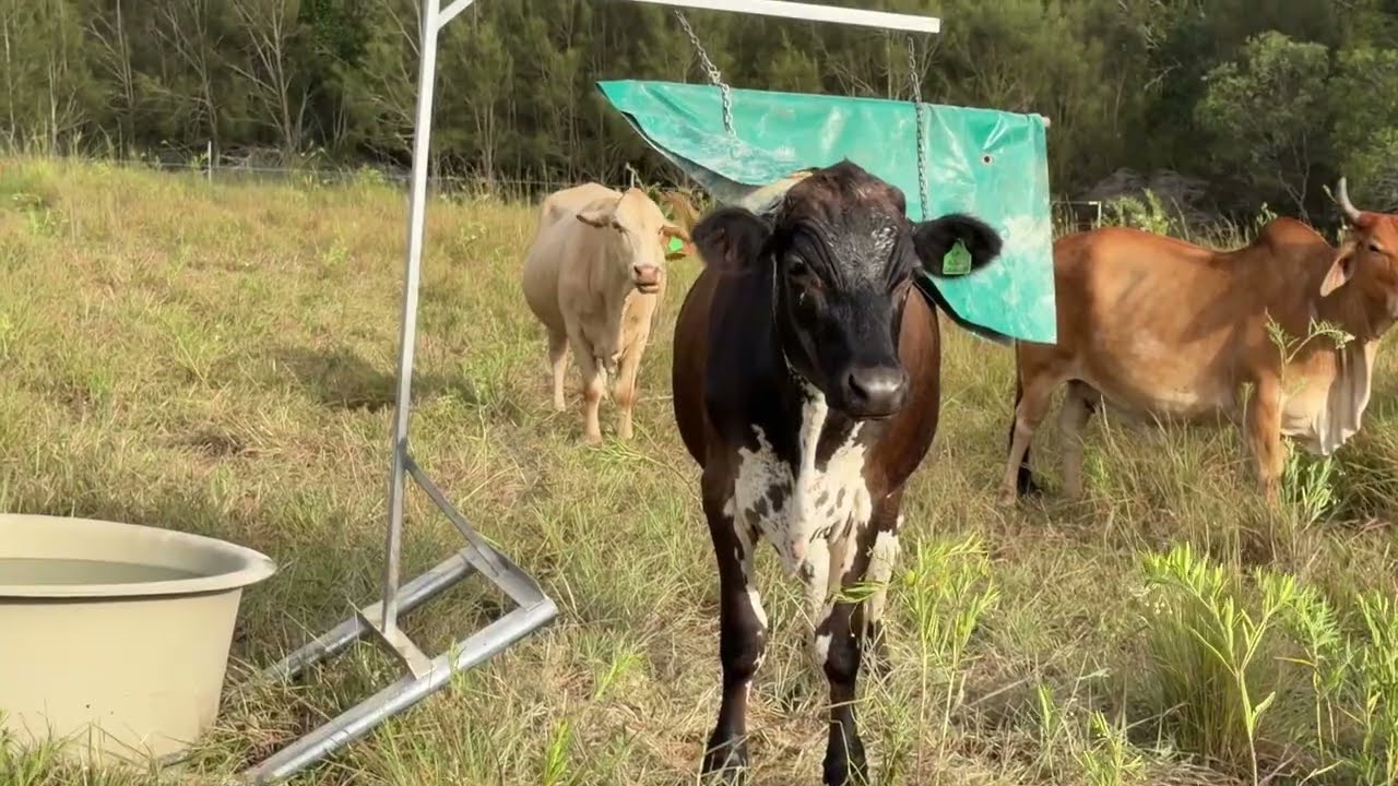 Cattle Using Portable Trough and Bos Bag | Southeast Queensland |
