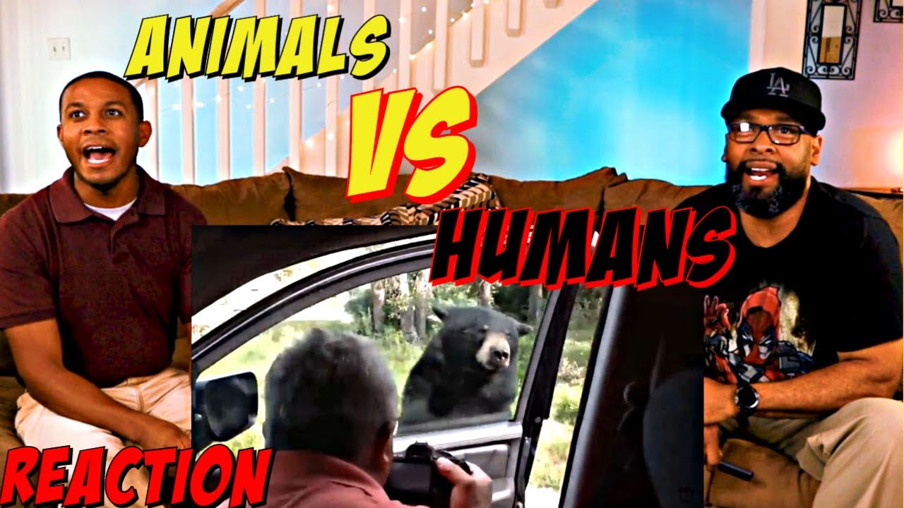 Animals vs Humans Compilation Reaction