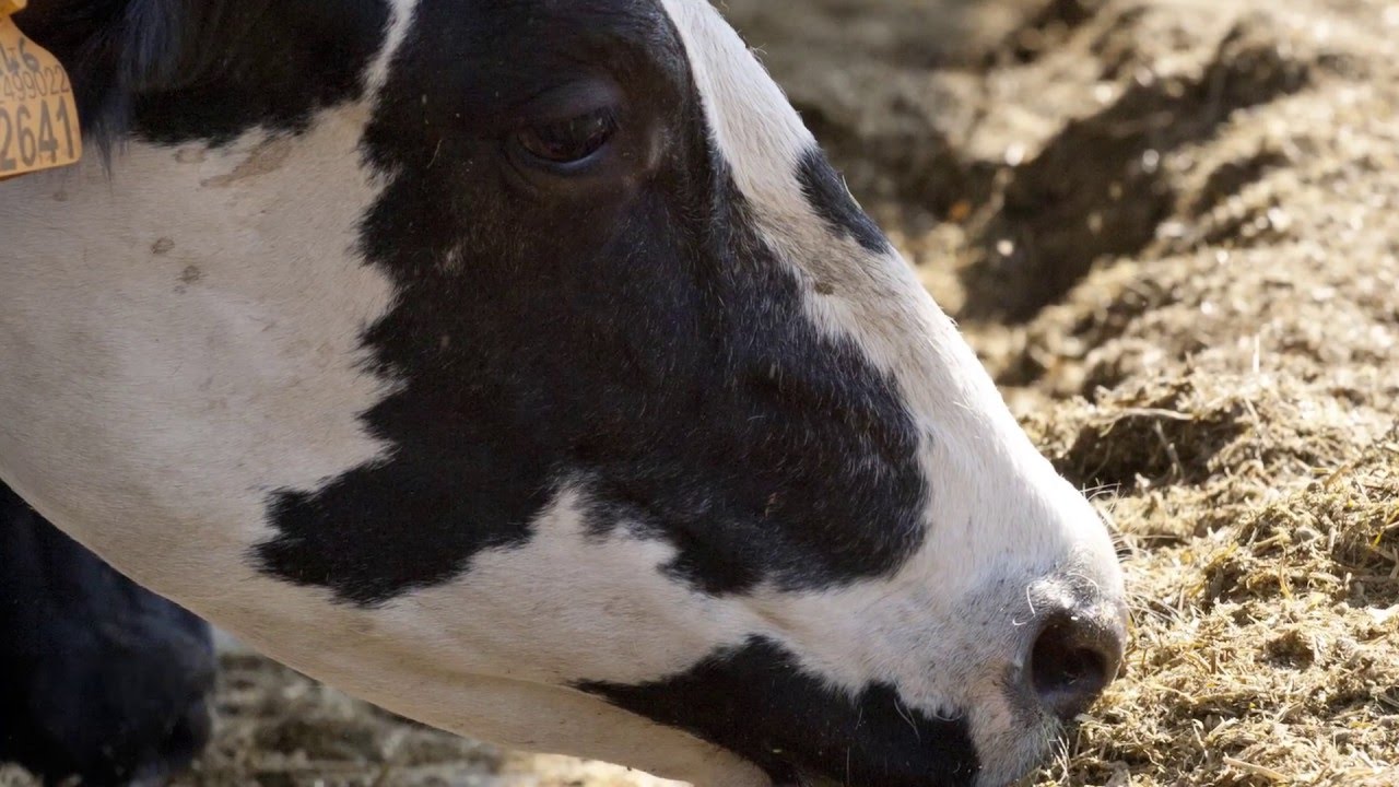 Le attivit&agrave; di CALV ALIMENTA - Sicuri di Crescere