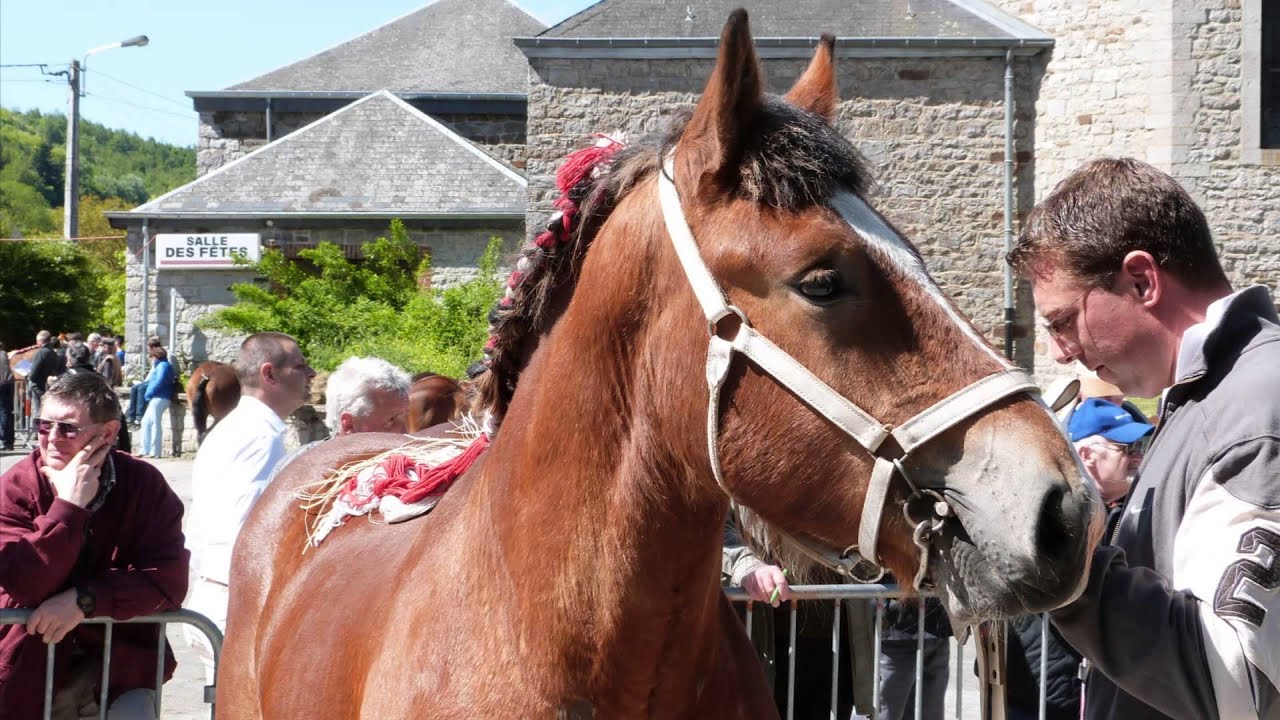 26° Concours du Cheval de Trait Ardennais à Ambly