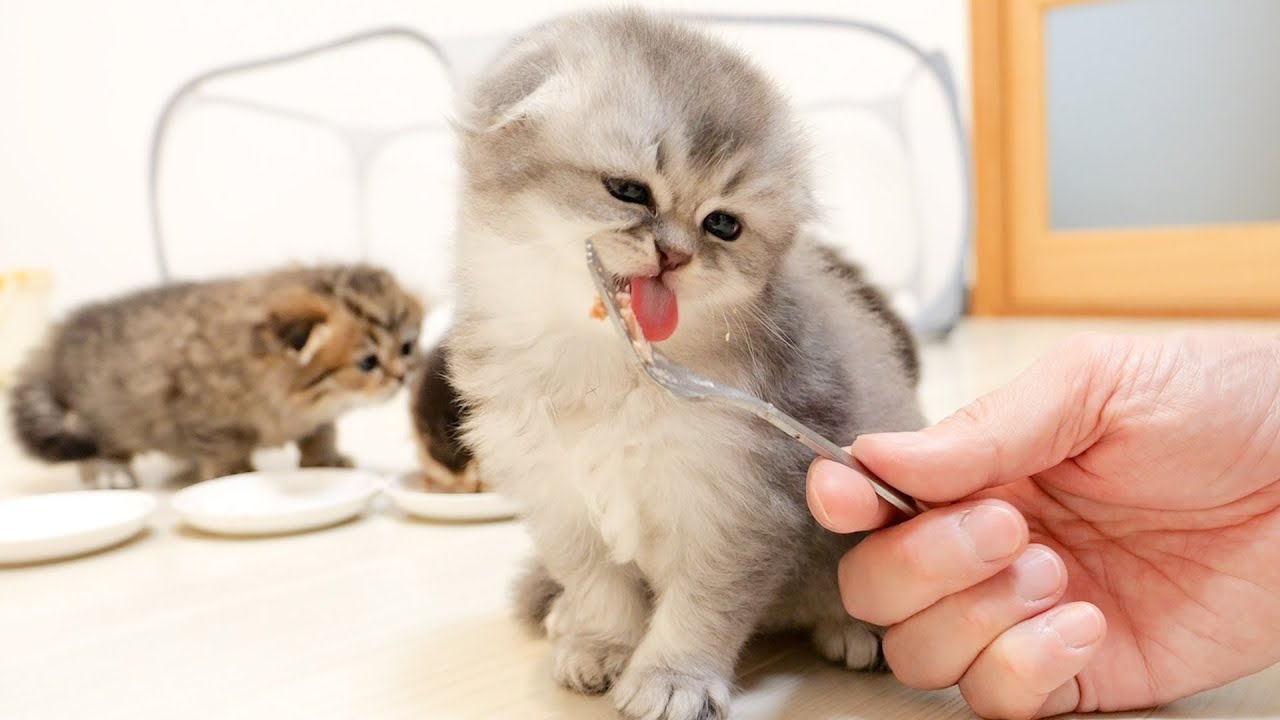 A voracious kitten asks for food in a loud voice when he is not eating enough!