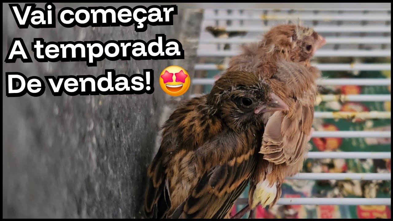 Preparando os canários pra exposição de vendas 