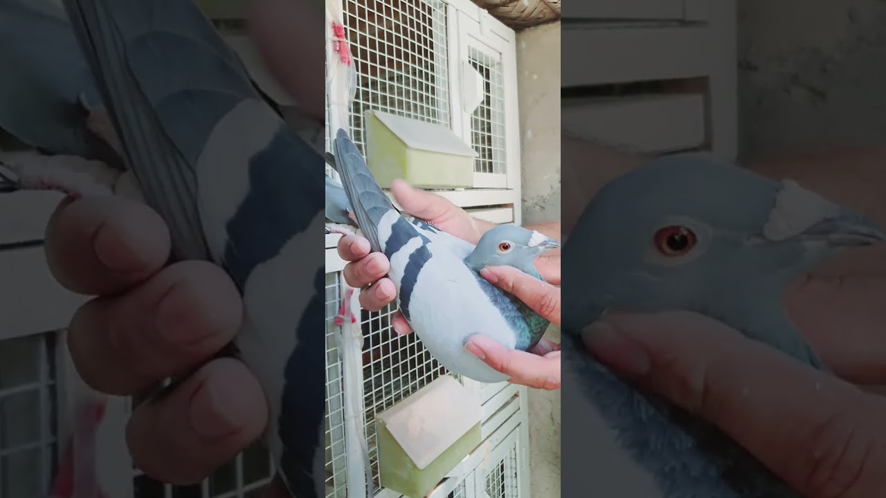 السلام عليكم الجزء الثاني لتبزير الطيور ولتفرج عليهم لغرض المتعه حسب طلب لبعض اخوانه جناية الزاجل