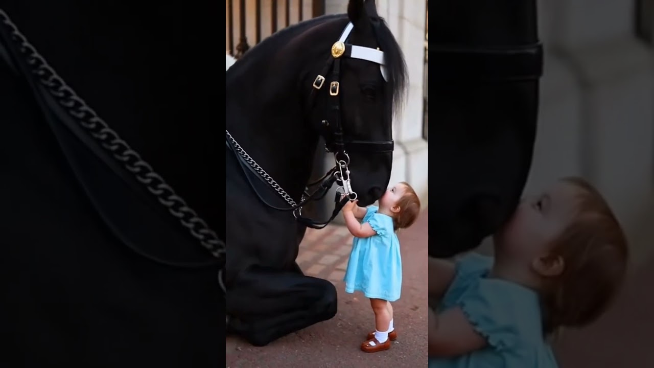 #Little girl# Warm #Short film# Knight #Horse #Touching