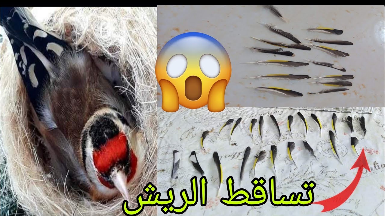 سقوط ريش الحسون في موسم التزاوج علاجه