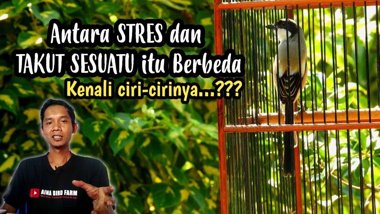 CENDET STRES/TAKUT SESUATU ATASI DENGAN CARA INI 100% PULIH‼️