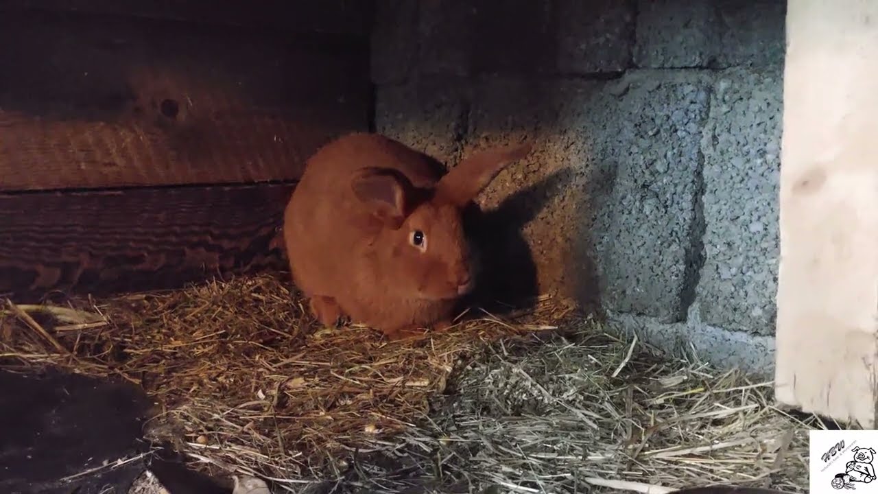 Kaninchen-Update: Zuchtstand, Jungtiere & Stalltour | Rote Neuseeländer 🐰