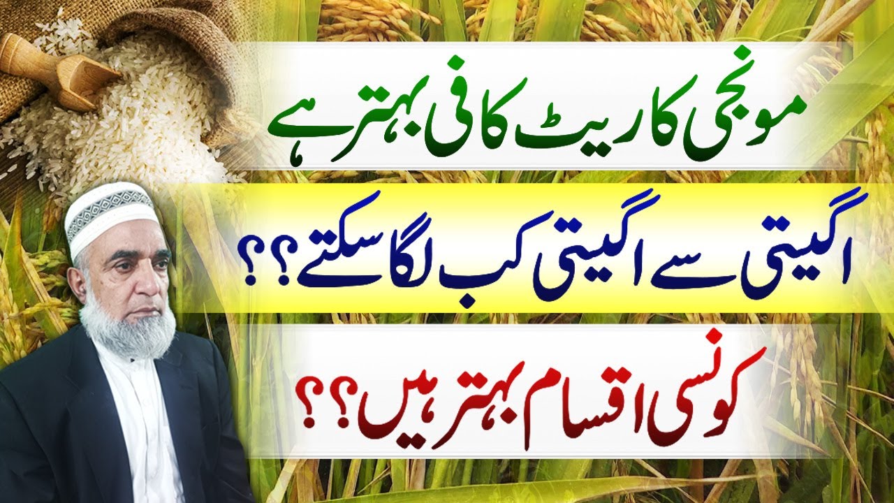 When to cultivate early rice crop || Which are the best varieties || Crop Reformer