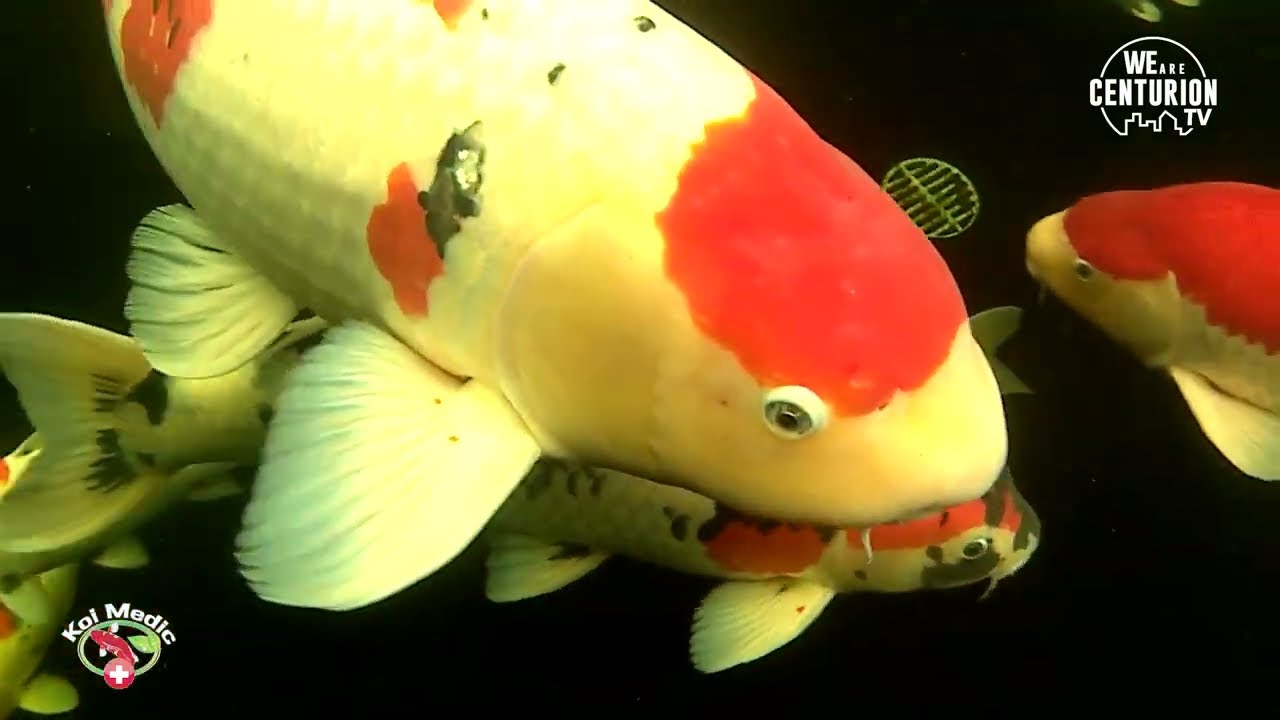 Why are my fish dying? Koi Medic explains water quality is most likely key to the answer
