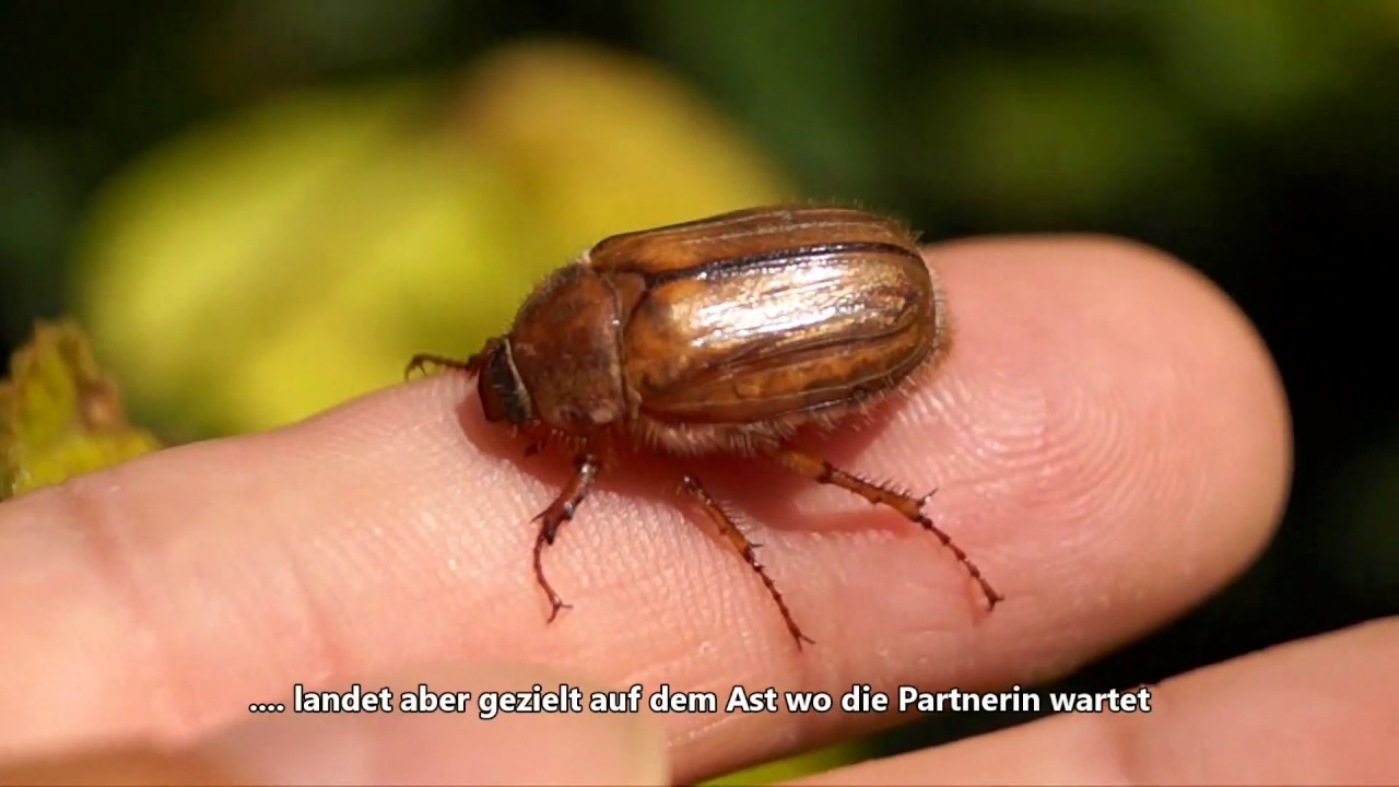Junikäfer! Plage, Gefahr oder ein harmloser Bruchpilot? Gerippter Brachkäfer Amphimallon solstitiale