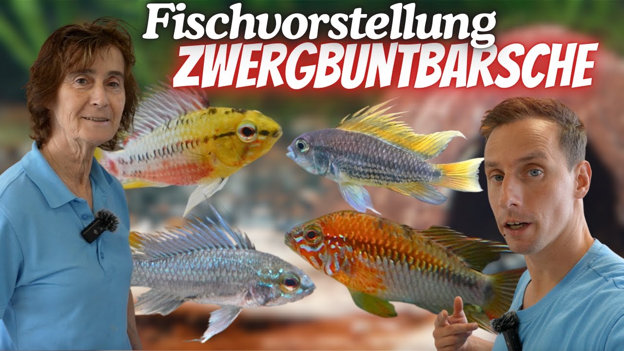 Wunderschöne Zwergbuntbarsche - Fischvorstellung | Aquaristik Lounge
