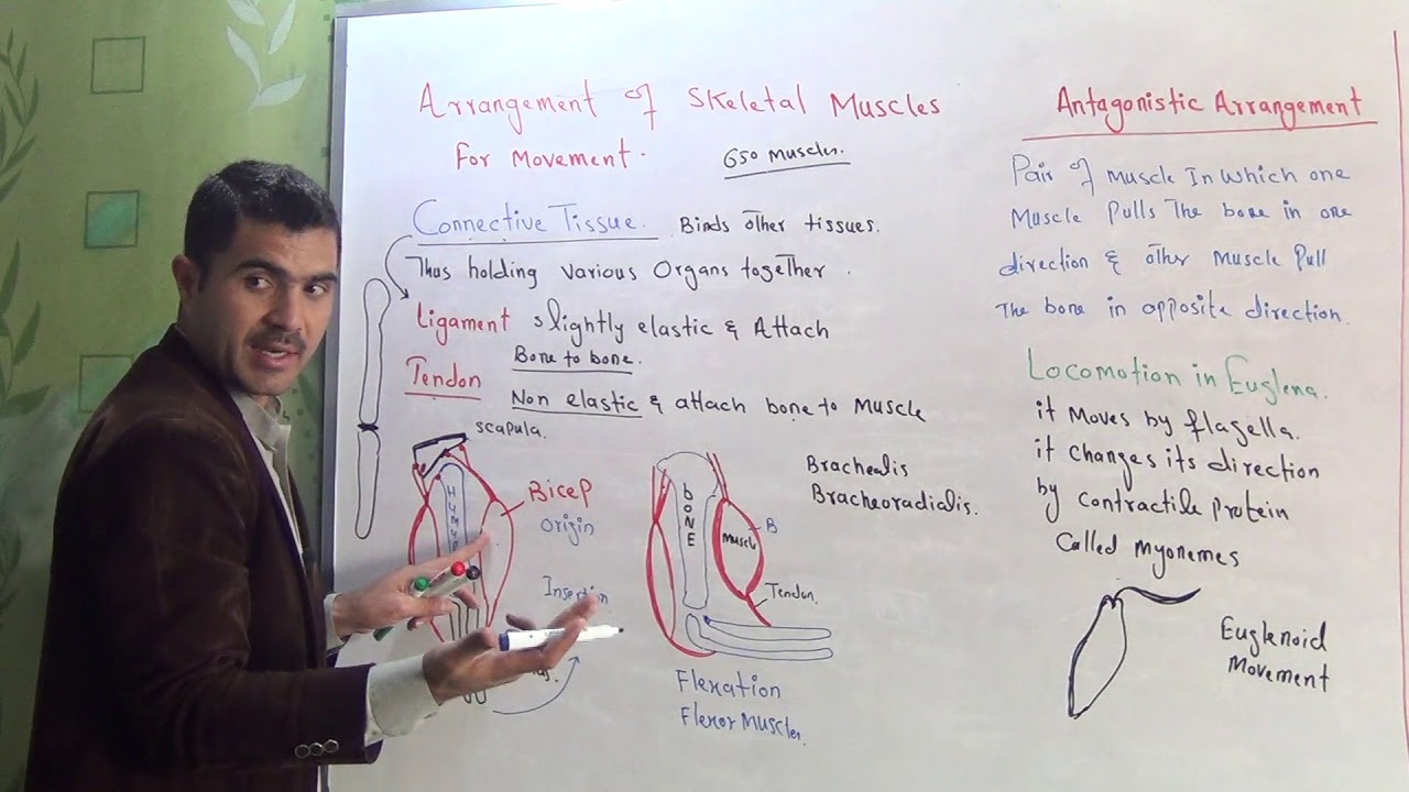 L-10 Antagonestic arrangement of skeletal muscles