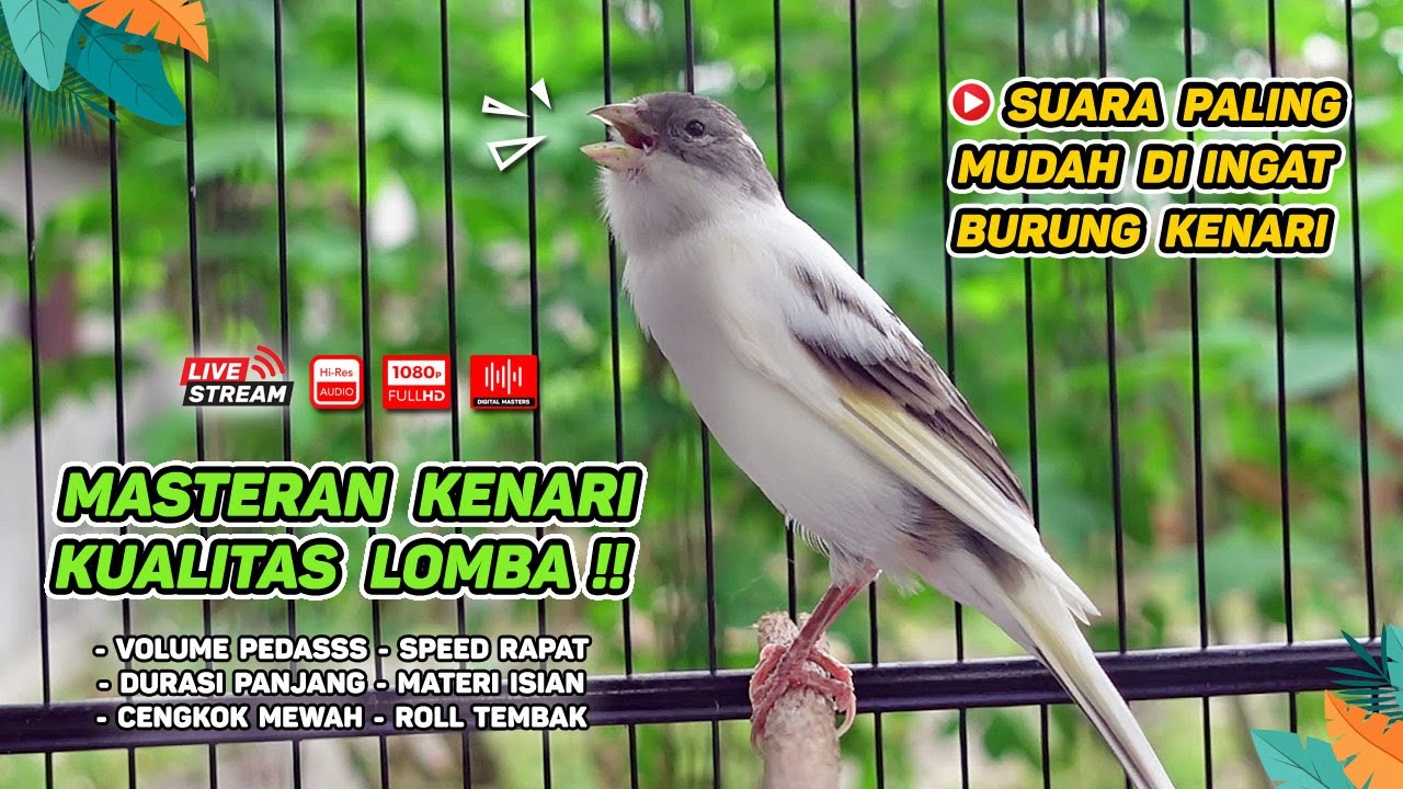 Kenari GACOR‼️ COCOK untuk Masteran Kenari PAUD dan Pancingan Kenari MACET BUNYI ( EPISODE 451)