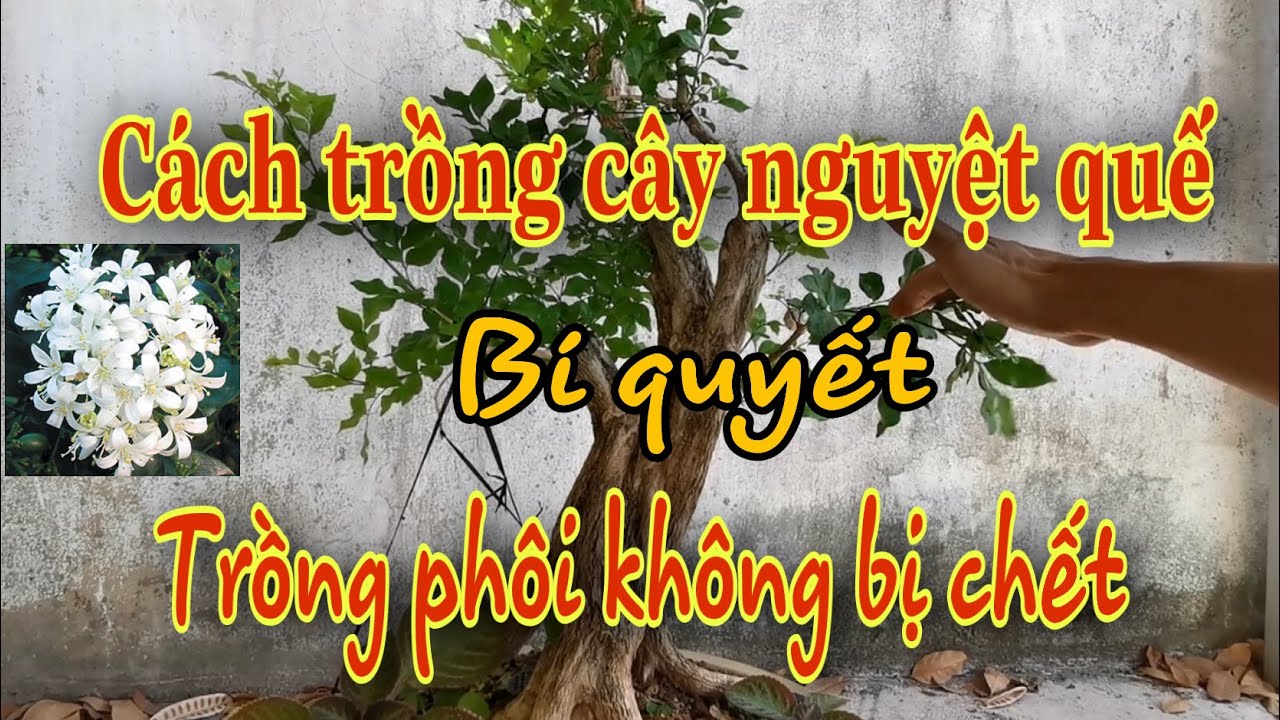 Cách trồng cây nguyệt quế, cách trồng phôi nguyệt quế không sợ chết