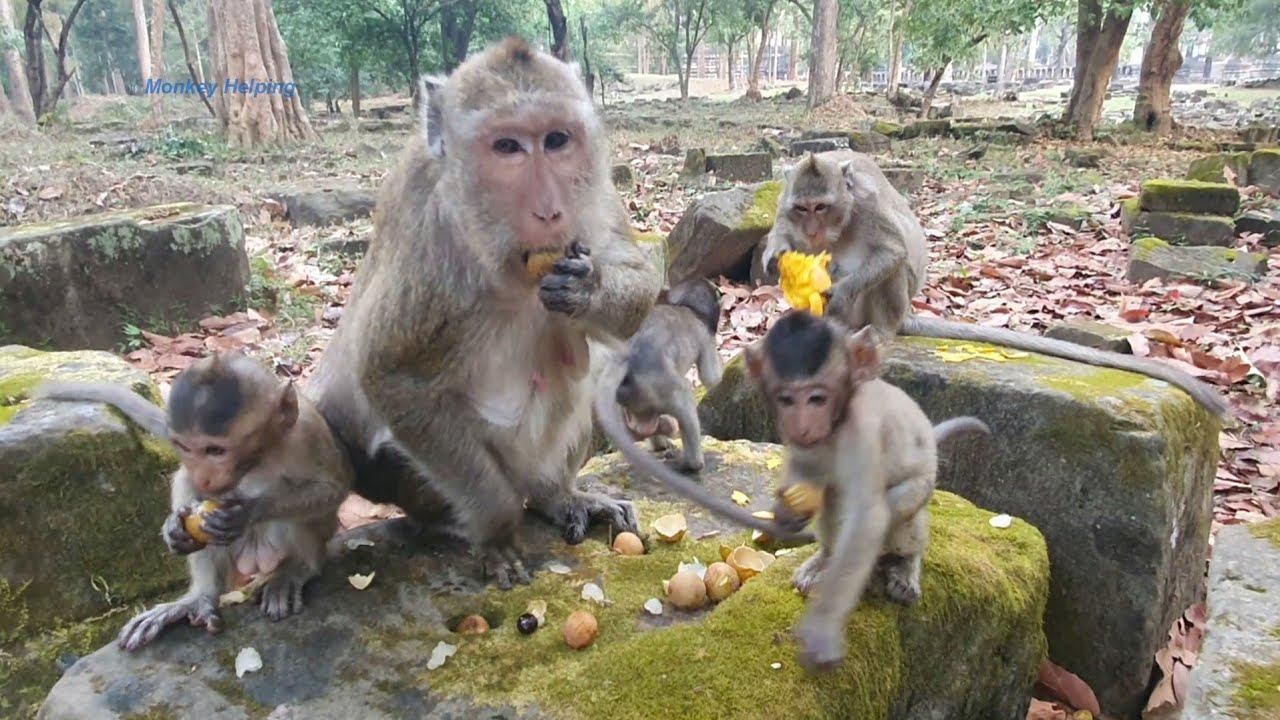 Adorable babies Amari group enjoy some food so poor group monkey