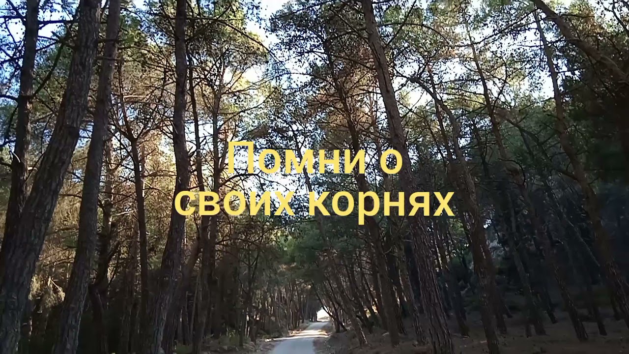 Advice from tree... Советы от дерева😉