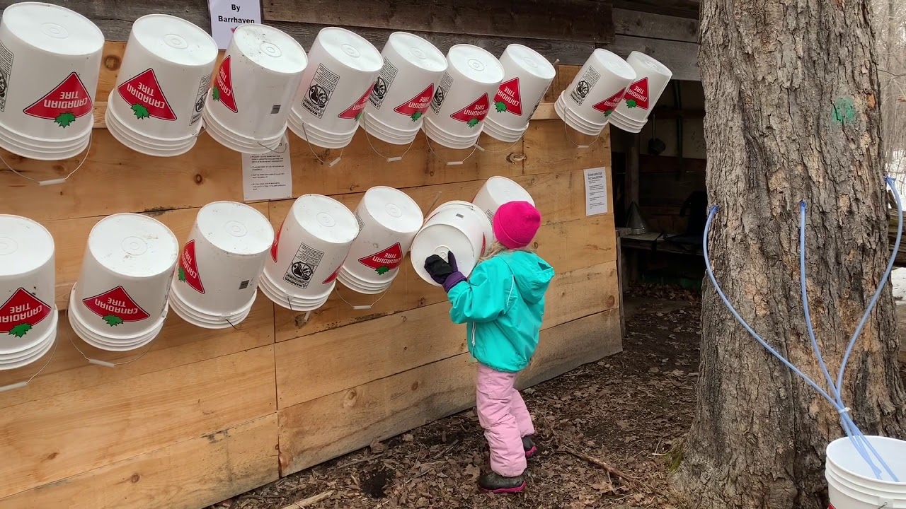 Making Maple syrup At the Log Farm