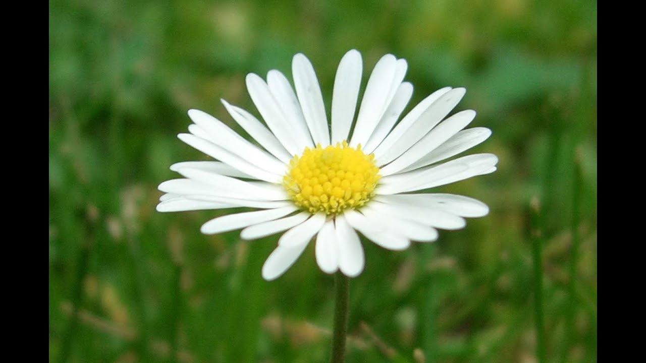 Gänseblümchen
