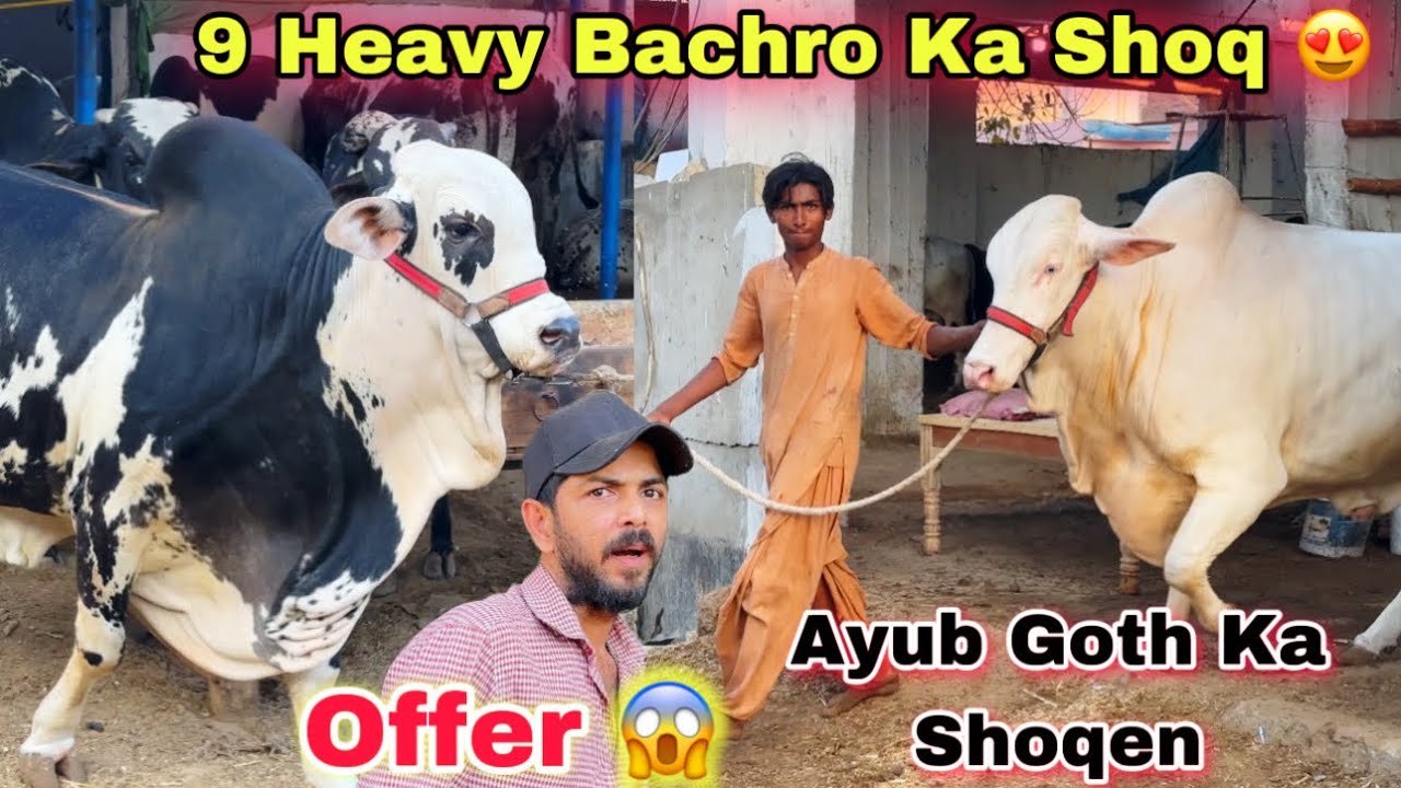 Ayub Goth Me Ayaz Bhai Ka 9 Heavy Qurbani 2025 ka Janwer Ka Shooq 😍 || Shooq Ho To Aisa ❤️