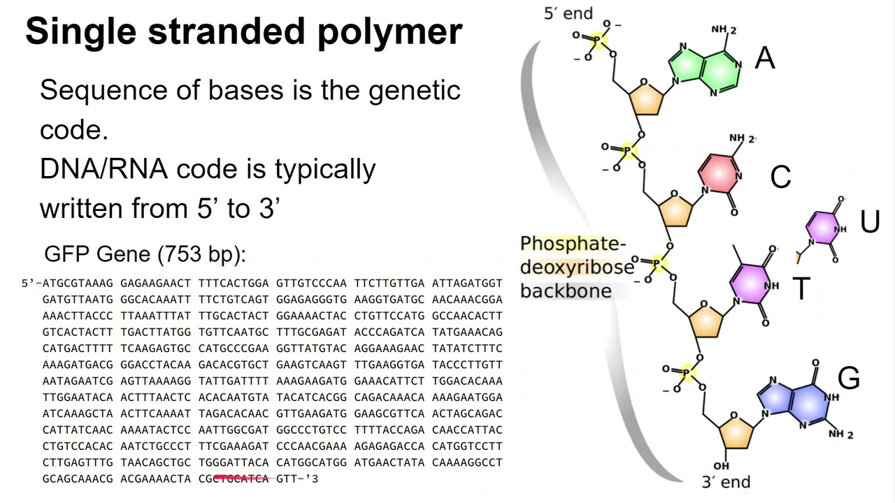 Lecture 6 1 DNA and RNA Structure