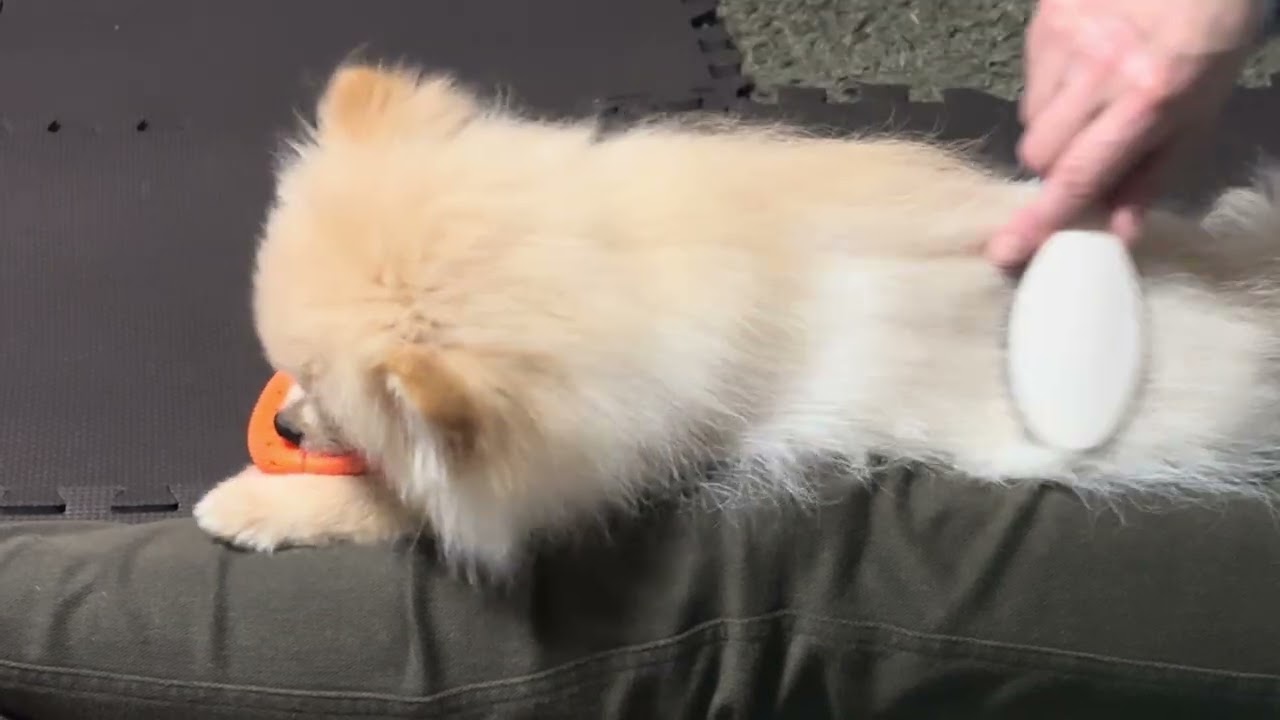 もこ日記#30 お母さんの膝の上でくつろぐモコ様…笑　#ポメラニアン #生後4ヶ月 #pomeranian #dog #fyp #foryou #doglife 